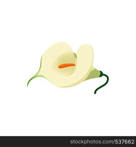 Calla icon in cartoon style on a white background. Calla icon, cartoon style