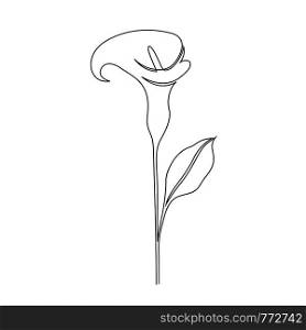Calla lily flower on white background. One line drawing style.