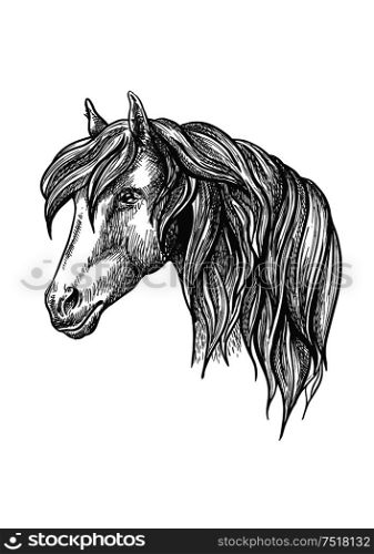 Calm looking horse head sketch with charming curly mane, happy glance. For mascot design or wildlife symbol, fauna or equestrian sport themes.. Calm looking horse head sketch with curly mane.