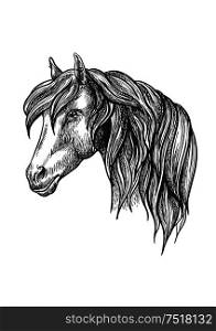 Calm looking horse head sketch with charming curly mane, happy glance. For mascot design or wildlife symbol, fauna or equestrian sport themes.. Calm looking horse head sketch with curly mane.