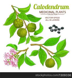 calodendrum vector set on white background. calodendrum vector set