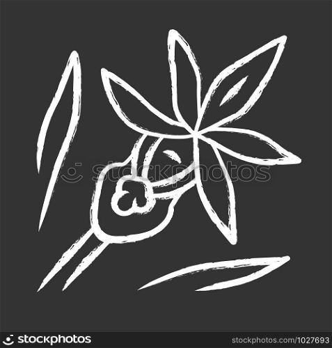 Calypso orchid chalk icon. Exotic, tropical blooming flower. Fairy slipper. Calypso bulbosa. Wildflower paphiopedilum. Spring blossom. Isolated vector chalkboard illustration
