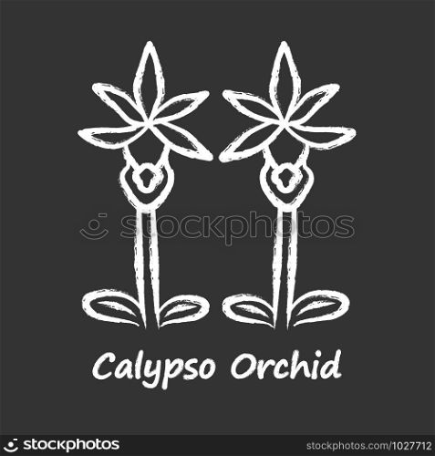 Calypso orchid chalk icon. Exotic, tropical blooming flower. Fairy slipper with name. Calypso bulbosa inflorescence. Wildflower paphiopedilum. Spring blossom. Isolated vector chalkboard illustration