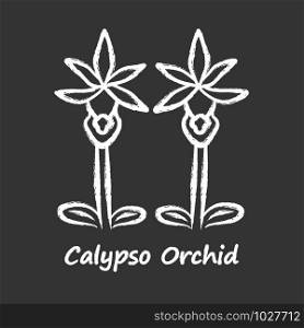 Calypso orchid chalk icon. Exotic, tropical blooming flower. Fairy slipper with name. Calypso bulbosa inflorescence. Wildflower paphiopedilum. Spring blossom. Isolated vector chalkboard illustration