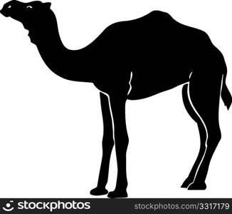 Camel