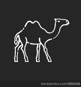 Camel chalk white icon on black background. Arabian domesticated animal, tropical climate fauna. Exotic wildlife, wilderness inhabitant. Two humped camel isolated vector chalkboard illustration. Camel chalk white icon on black background