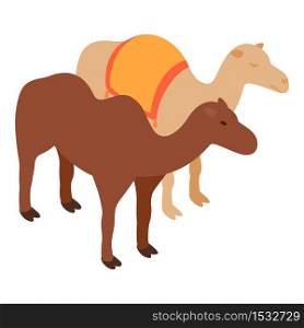 Camel icon. Isometric illustration of camel vector icon for web. Camel icon, isometric style