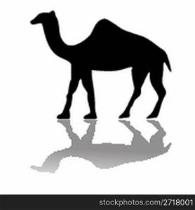camel isolated on white, abstract art illustration