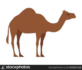 Camel Isolated on White. Even Toed Ungulate. Camel isolated on white background. Even-toed ungulate within the genus Camelus, bearing distinctive fatty deposits known as humps on its back. Sticker for children. Vector design illustration