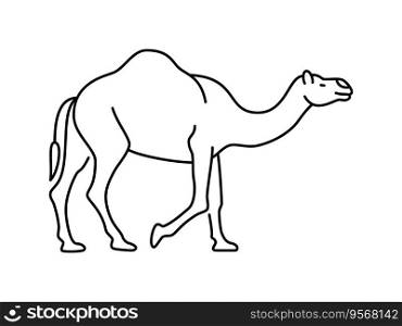 Camel linear vector icon. Animal world. Camel, drawing, animal, outline, symbol, travel and more. Isolated outline of a camel on a white background.