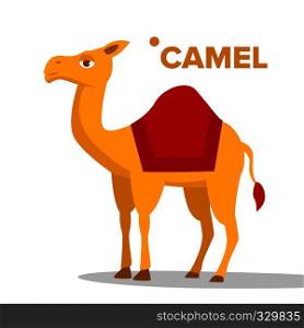 Camel Vector. Funny Animal Isolated Cartoon Illustration. Camel Vector. Funny Animal Isolated Flat Cartoon Illustration