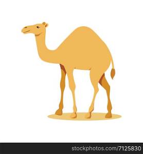 Camel. vector illustration