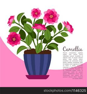 Camellia indoor plant in pot banner template, vector illustration. Camellia indoor plant in pot banner