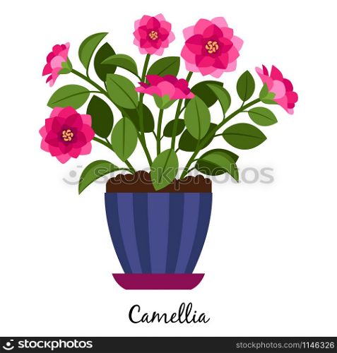 Camellia plant in pot isolated on the white background, vector illustration. Camellia plant in pot