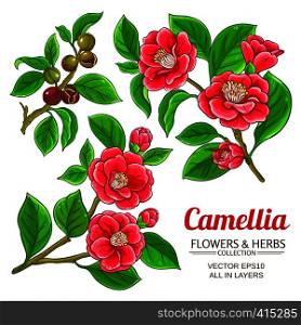 camellia vector set on white background. camellia vector set