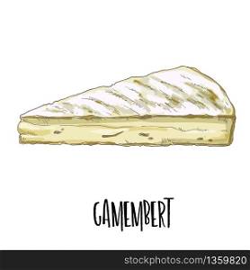 Camembert. Full color cheese illustration, vector hand drawn sketch art.