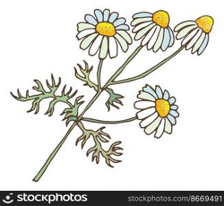 Camomile flower. Natural medical herb. Floral branch isolated on white background. Camomile flower. Natural medical herb. Floral branch