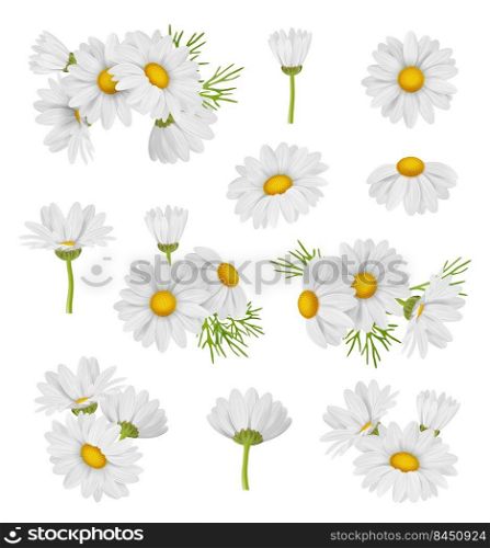 Camomile set. Beautiful botanical collections of medical healthy beautiful flowers decent vector realistic pictures. Illustration of flower blossom, chamomile decoration botanical. Camomile set. Beautiful botanical collections of medical healthy beautiful flowers decent vector realistic pictures