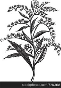 Canada goldenrod or Solidago canadensis or Canada goldenrod, vintage engraving. Old engraved illustration of Canada goldenrod isolated on a white background.
