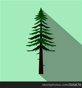Canadian fir icon in flat style on a light blue background . Canadian fir icon, flat style