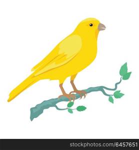 Canary Flat Design Vector Illustration. Canary vector. Domestic songbird concept in flat style design. Illustration for pet stores advertising, childrens books illustrating. Beautiful yellow canary bird seating on brunch isolated on white.