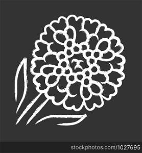 Candytuft chalk icon. Aster garden flower. Iberis evergreen perennial plant. Blooming wildflower. Spring blossom. Isolated vector chalkboard illustration