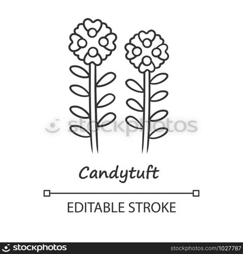Candytuft linear icon. Thin line illustration. Aster garden flower with name inscription. Iberis evergreen plant. Blooming wildflower. Contour symbol. Vector isolated outline drawing. Editable stroke