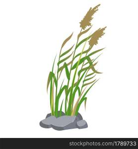 Cane and reeds in the green grass. Swamp and river plants. Vector flat illustration.. Cane and reeds in the green grass. Swamp and river plants. Vector flat illustration