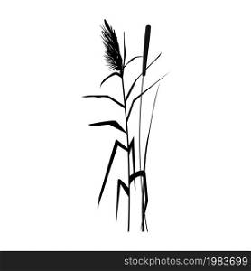 Cane silhouette on white background.Vector hand drawing sketch with reeds.. Vector hand drawing sketch with reeds.