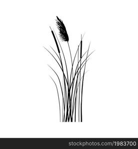 Cane silhouette on white background.Vector hand drawing sketch with reeds.. Vector hand drawing sketch with reeds.