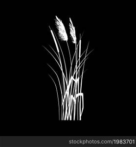 Cane silhouette on white background.Vector hand drawing sketch with reeds.. Vector hand drawing sketch with reeds.