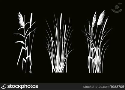 Cane silhouette on white background. Vector hand drawing sketch with reeds.. Vector hand drawing sketch with reeds.Cane silhouette on white background.
