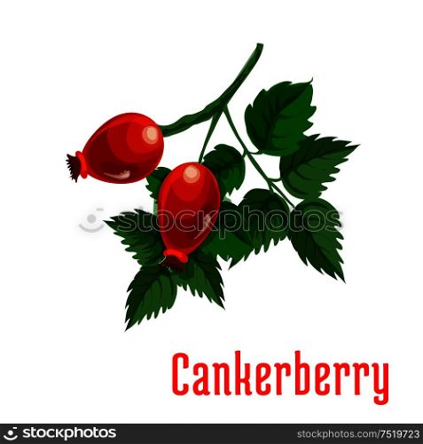 Cankerberry fruit. Isolated bunch of red fruits of dog-rose on stem with leaves. Botanical product emblem for juice or jam label, packaging sticker, grocery shop tag, farm store. Cankerberry fruit botanical icon