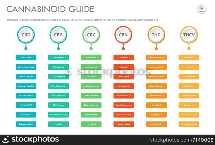 Cannabinoid Guide horizontal business infographic illustration about cannabis as herbal alternative medicine and chemical therapy, healthcare and medical science vector.