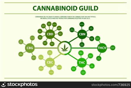 Cannabinoid Guide horizontal infographic illustration about cannabis as herbal alternative medicine and chemical therapy, healthcare and medical science vector.
