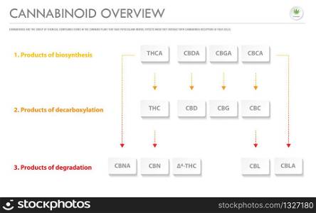 Cannabinoid Overview horizontal business infographic illustration about cannabis as herbal alternative medicine and chemical therapy, healthcare and medical science vector.