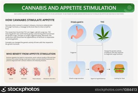 Cannabis and Appetite Stimulation horizontal textbook infographic illustration about cannabis as herbal alternative medicine and chemical therapy, healthcare and medical science vector.