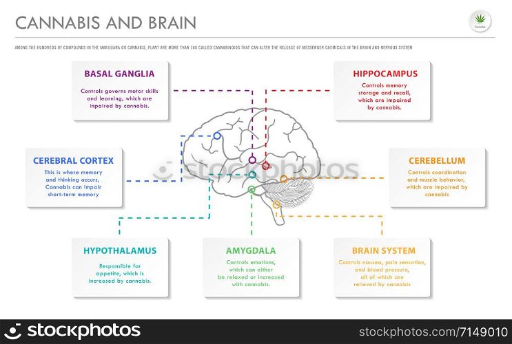 Cannabis and Brain horizontal business infographic illustration about cannabis as herbal alternative medicine and chemical therapy, healthcare and medical science vector.