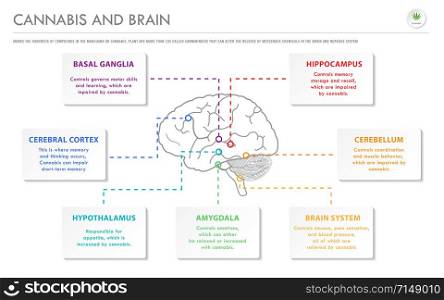 Cannabis and Brain horizontal business infographic illustration about cannabis as herbal alternative medicine and chemical therapy, healthcare and medical science vector.