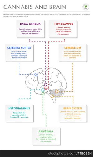 Cannabis and Brain vertical business infographic illustration about cannabis as herbal alternative medicine and chemical therapy, healthcare and medical science vector.