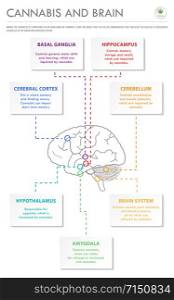 Cannabis and Brain vertical business infographic illustration about cannabis as herbal alternative medicine and chemical therapy, healthcare and medical science vector.