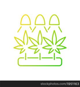 Cannabis cultivation gradient linear vector icon. Grow herbs under artificial light. Marijuana seeds germination. Thin line color symbol. Modern style pictogram. Vector isolated outline drawing. Cannabis cultivation gradient linear vector icon
