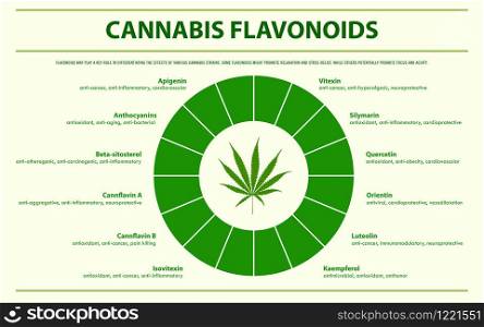 Cannabis Flavonoids horizontal infographic illustration about cannabis as herbal alternative medicine and chemical therapy, healthcare and medical science vector.