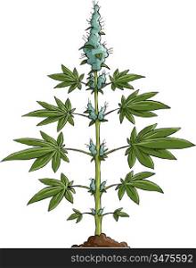 Cannabis on a white background, vector illustration