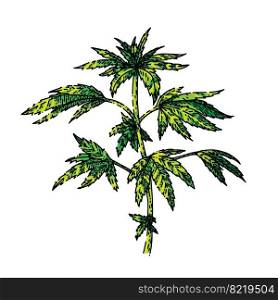 cannabis plant hand drawn vector. marijuana hemp weed, medical farm, medicine agriculture cannabis plant sketch. isolated color illustration. cannabis plant sketch hand drawn vector