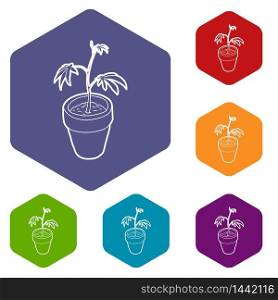 Cannabis plant icons vector colorful hexahedron set collection isolated on white. Cannabis plant icons vector hexahedron