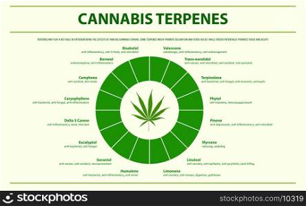 Cannabis Terpenes horizontal infographic illustration about cannabis as herbal alternative medicine and chemical therapy, healthcare and medical science vector.