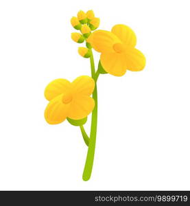 Canola bio herb flower icon. Cartoon of canola bio herb flower vector icon for web design isolated on white background. Canola bio herb flower icon, cartoon style