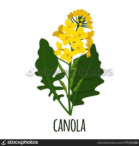 Canola flower in flat style isolated on white background. Vector illustration.. Canola flower in flat style isolated on white.