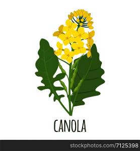 Canola flower in flat style isolated on white background. Vector illustration.. Canola flower in flat style isolated on white.